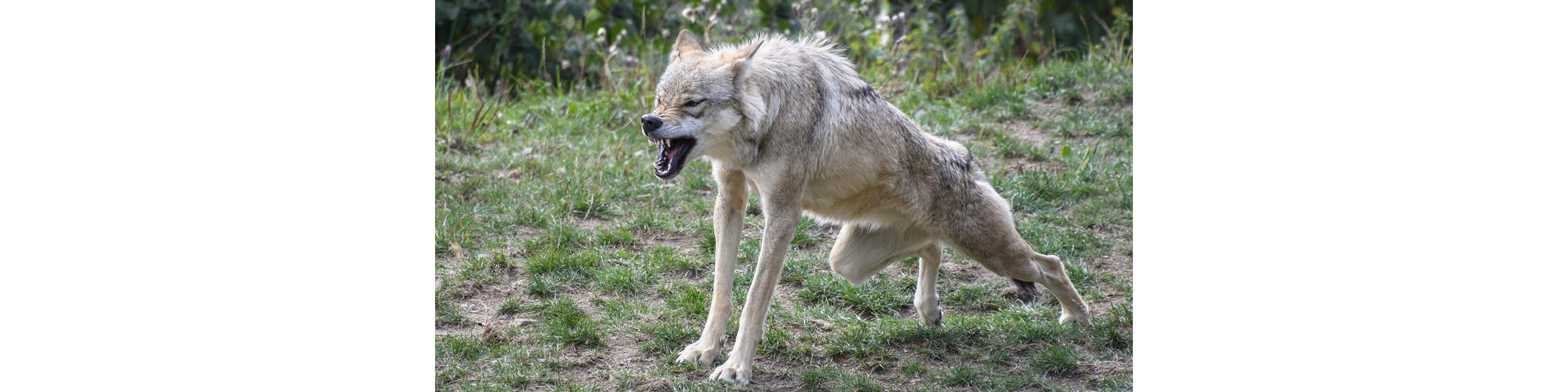 Ziege, Wolf und Kohlkopf