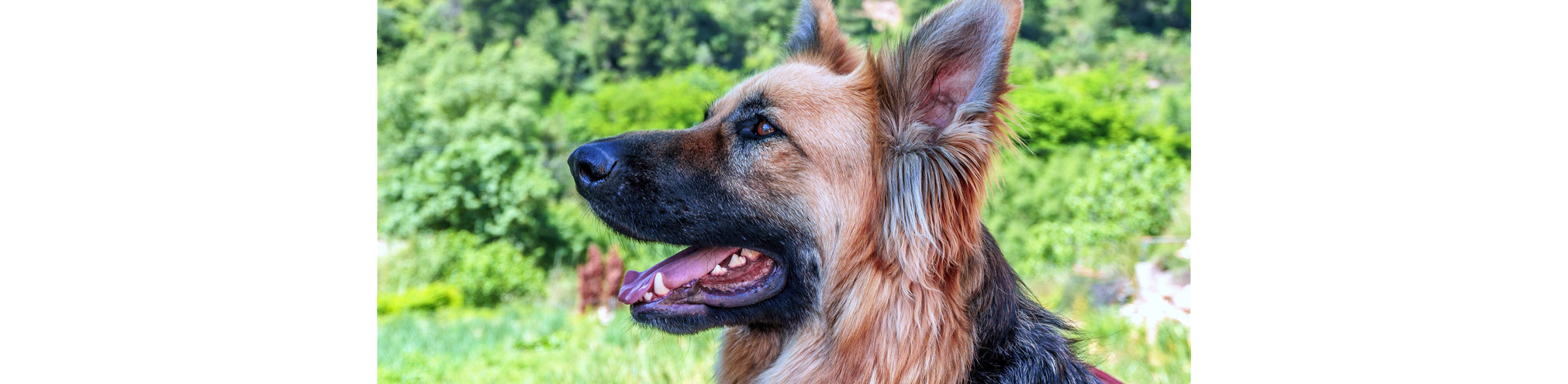 Ziege und Schäferhund