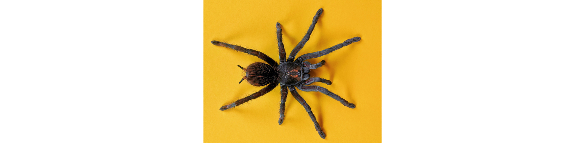 Der Weg der Spinne